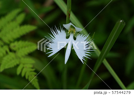 サギ草 57544279
