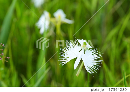 サギ草 57544280