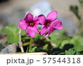 紫色の花 57544318