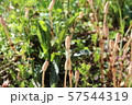 土筆 57544319