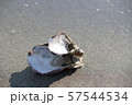 貝殻 57544534
