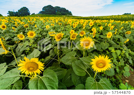 ひまわりの丘に咲く向日葵 57544870