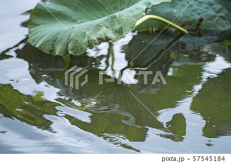 ヘラ釣り 水面下 57545184