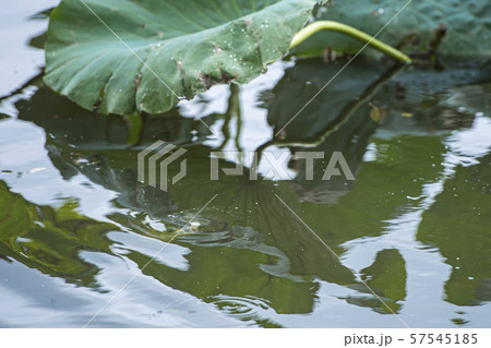 ヘラ釣り 水面下 ヘラ釣り 水面下 57545185