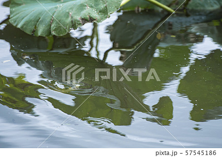 ヘラ釣り 水面下 ヘラ釣り 水面下 57545186