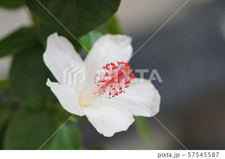 ハイビスカス Hibiscus ハイビスカス Hibiscus 57545587