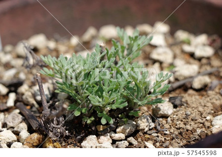 アロマムの鉢植え 57545598