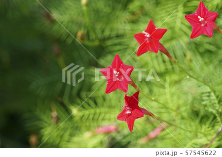 ルコウソウの花 57545622