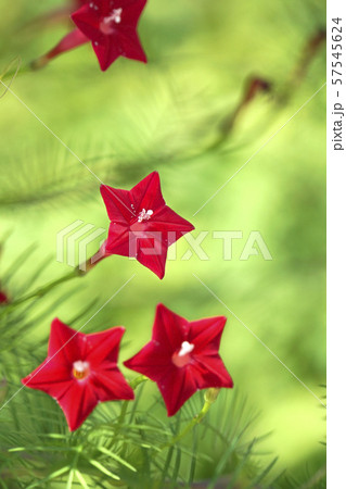 ルコウソウの花 57545624