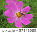 花とハチ 57546085