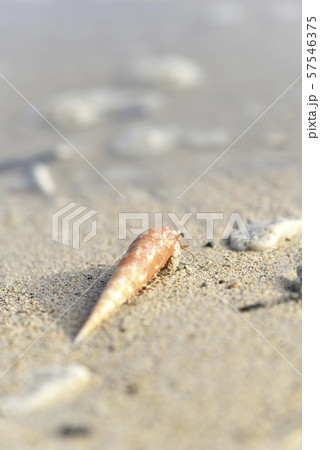 ベニタケガイに住むオカヤドカリ ベニタケガイに住むオカヤドカリ 57546375