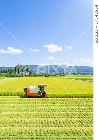 稲刈り 57546564