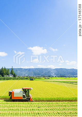 稲刈り 57546588