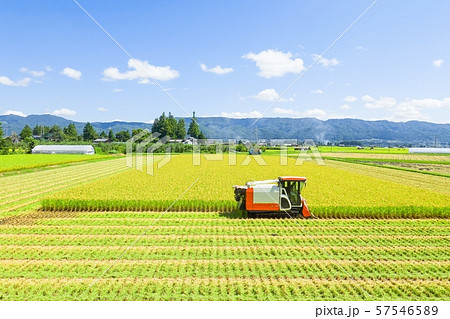 稲刈り 57546589