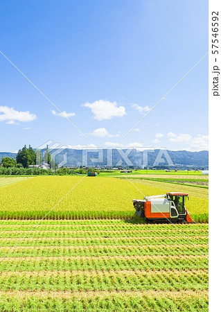 稲刈り 57546592