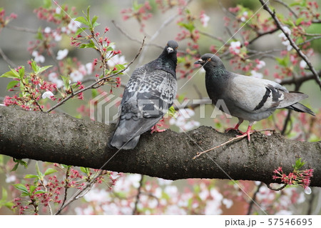 ハト ハト 57546695