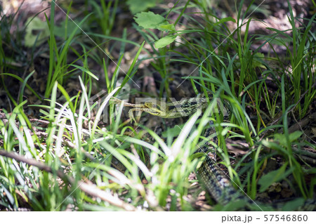 シマヘビ 57546860