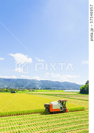 稲刈り 稲刈り 57546957