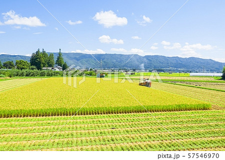 稲刈り 57546970