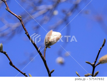 コブシの蕾 の写真素材