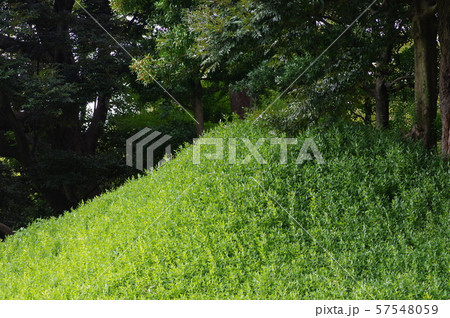小石川後楽園の風景 小石川後楽園の風景 57548059