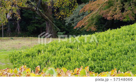 小石川後楽園の風景 57548060