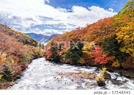 Autumn fall forest Nikko Japan 57548345