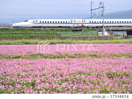 レンゲ畑と新幹線-15099 レンゲ畑と新幹線-15099 57548658