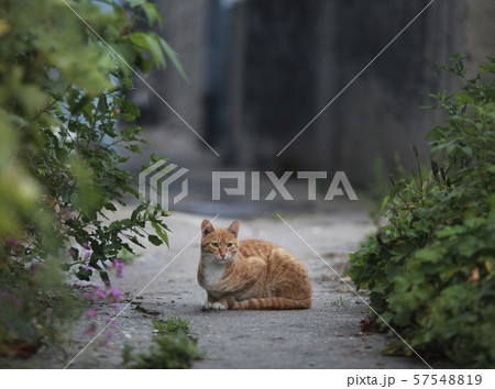 猫 哺乳動物 57548819