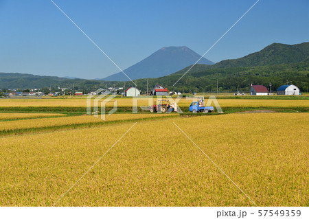 快晴の北海道蘭越町で稲刈りの風景を撮影 快晴の北海道蘭越町で稲刈りの風景を撮影 57549359