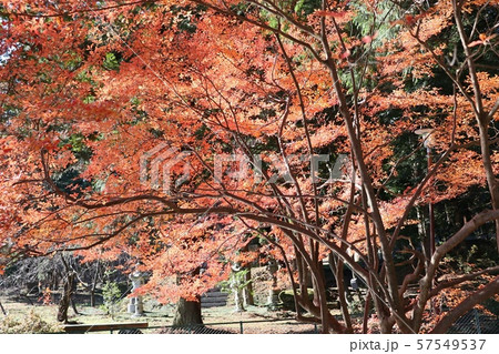公園の秋 57549537