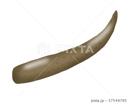 ゴボウ(線なし) 57549795