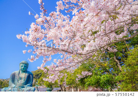 鎌倉の大仏と満開の桜 鎌倉の大仏と満開の桜 57550142