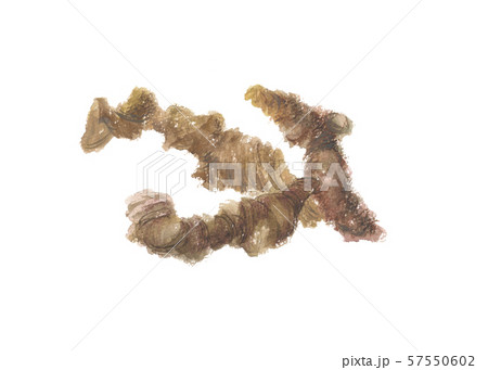 ホソバオケラ　ソウジュツ 57550602