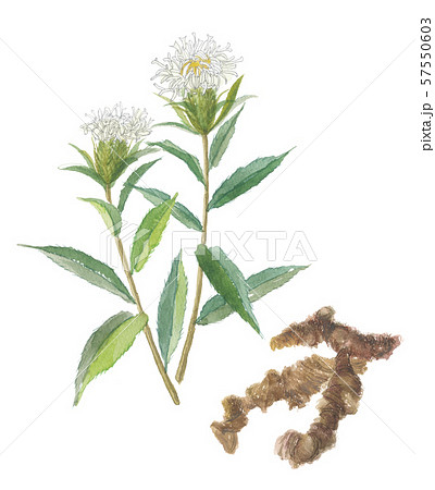 ホソバオケラ　ソウジュツ 57550603