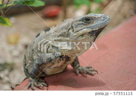 ツナギトゲオイグアナ ツナギトゲオイグアナ 57551113