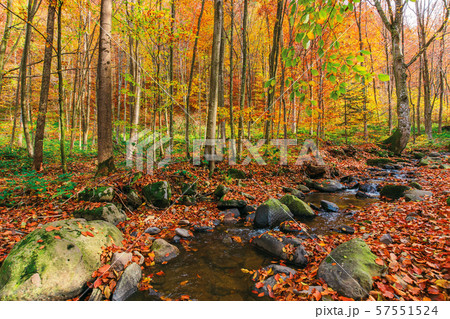 small water stream in forest 57551524