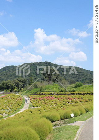 国営讃岐まんのう公園 9月のコキア 国営讃岐まんのう公園 9月のコキア 57552486