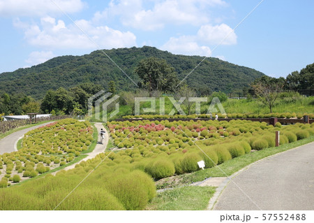 国営讃岐まんのう公園　９月のコキア 57552488