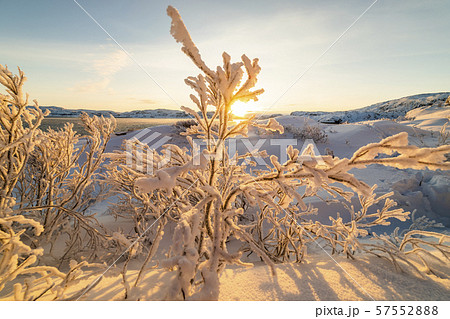 Winter trees in mountains covered with fresh snow Winter trees in mountains covered with fresh snow 57552888