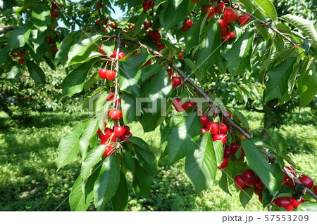 サクランボ 57553209