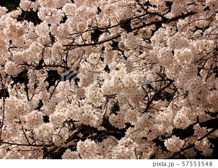 妙正寺公園に咲く春の桜(8) 妙正寺公園に咲く春の桜(8) 57553548