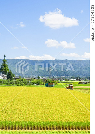 稲刈り 57554505