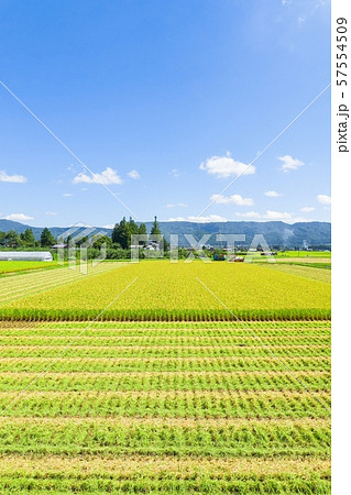 稲刈り 57554509