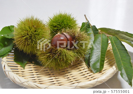 栗畑 栗畑 57555001