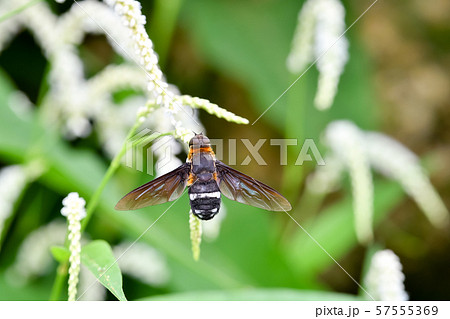 クロバネツリアブ 57555369