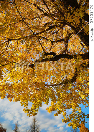 銀杏の紅葉 銀杏の紅葉 57555476