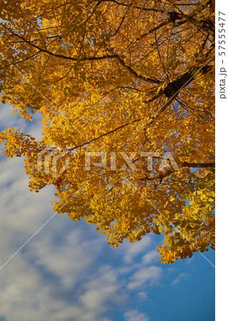 銀杏の紅葉 銀杏の紅葉 57555477