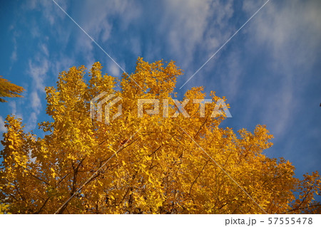 銀杏の紅葉 57555478