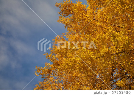 銀杏の紅葉 銀杏の紅葉 57555480